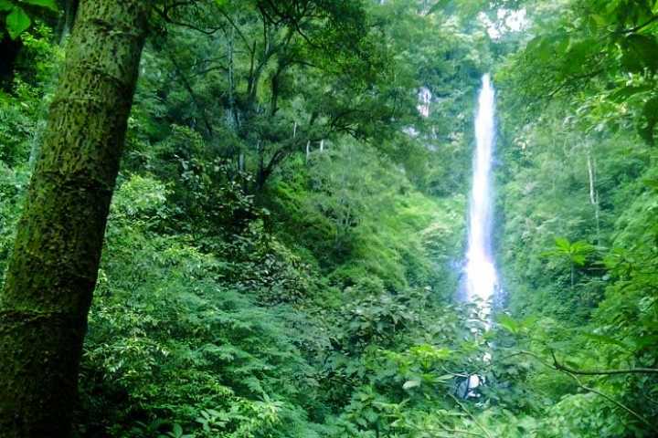 Distant thin waterfall seen through dense green forest foliage and tree trunk in foreground